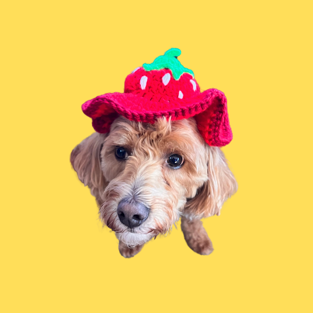 Dog or Cat Strawberry Bucket Hat – Siyo Boutique