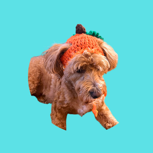 Dog or Cat Pumpkin Bucket Hat